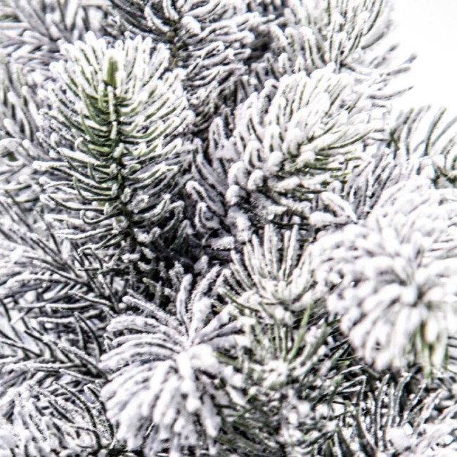 6x Albero Oregon Innevato H60