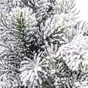 6x Albero Oregon Innevato H60