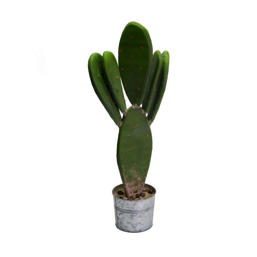 Cactus plant with round pot cmø12h22