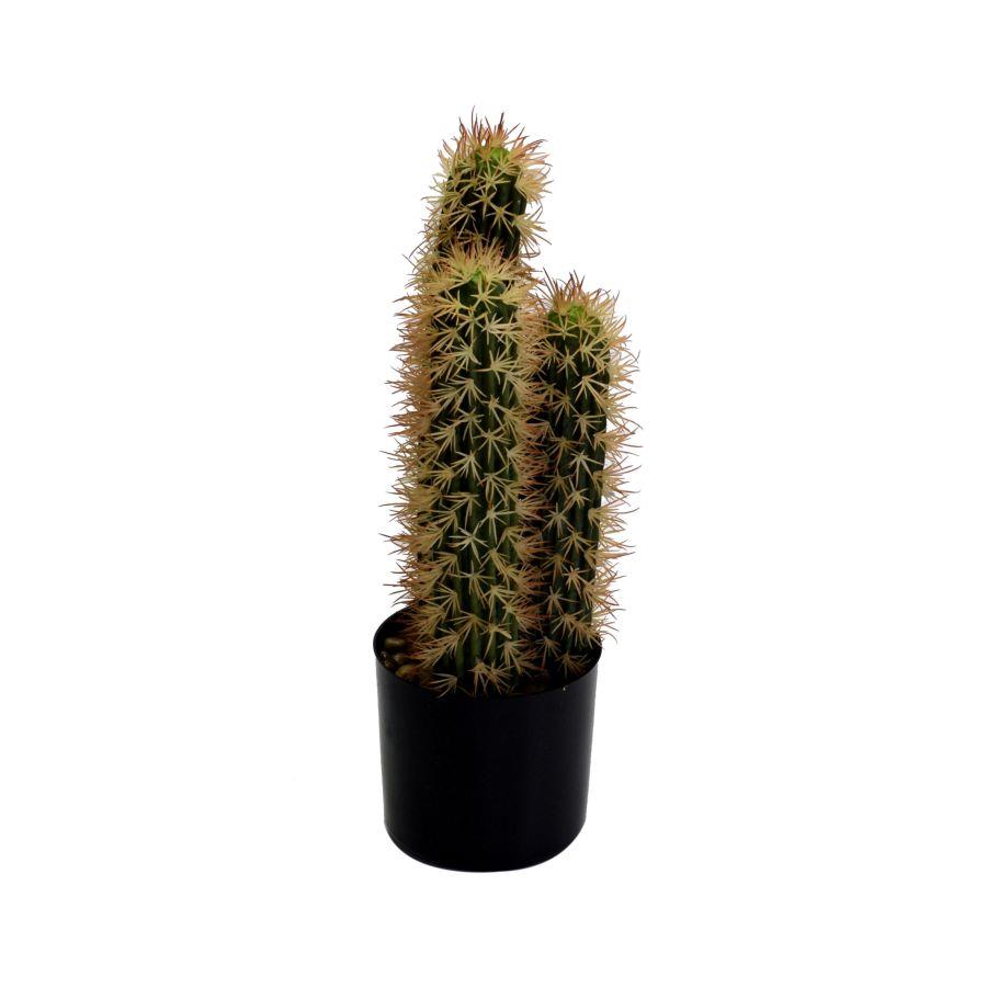 Cactus plant with round pot cmø13h42
