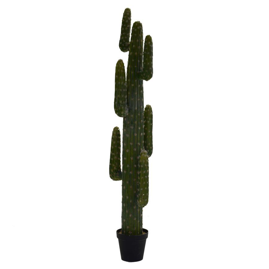 Piante cactus messicano con vaso nero cmø40 h 183
