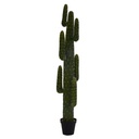 Piante cactus messicano con vaso nero cmø40 h 183