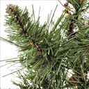 12x Pick Cansiglio H60