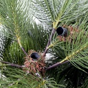 Albero grivola verde cmø135h240 con 135rami base in metallo