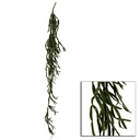 Hanging cactus branch cm15.2x15.2h114.3