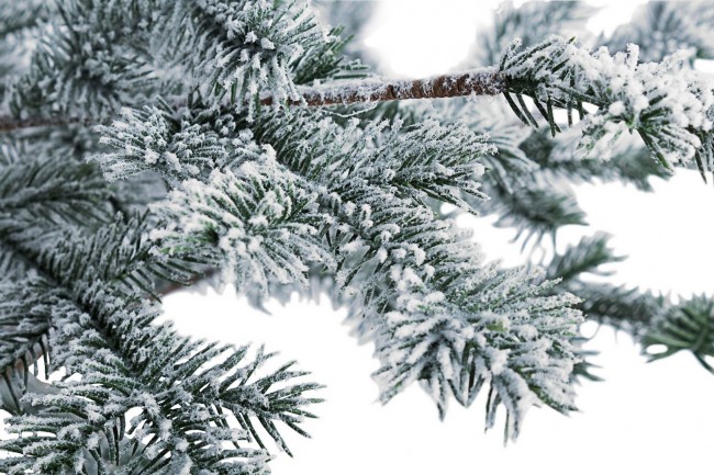 Albero di Natale Pino Elbrus Innevato H150