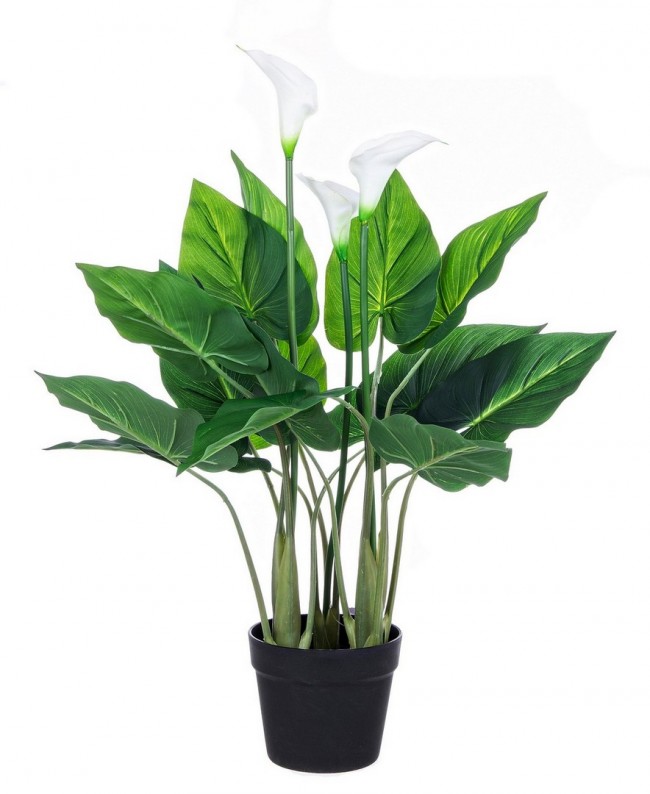 Pianta Calla da arredo con vaso 68h cm - Samnite