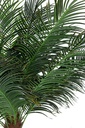 pianta palma c-vaso 21foglie h300 - Samnite