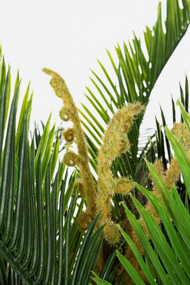 pianta palma c-vaso 36foglie 2tr h150 - Samnite