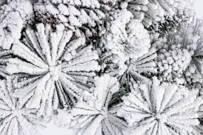 4x Corona Arves Innevato D80