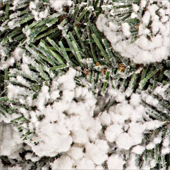 4x Corona Oregon D75