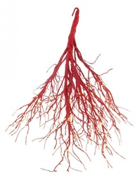 [S-B0934583] 2x Fascio Beam 180Led Rosso Classic Ip20