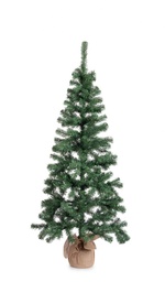 [S-B0971985] Albero Cerano H165-287Rami