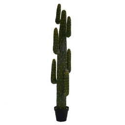[S-V3628560000] Piante cactus messicano con vaso nero 40x183 cm