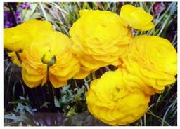 [S-V9174700000] Quadro ranuncoli gialli yc-1454 80x60 cm